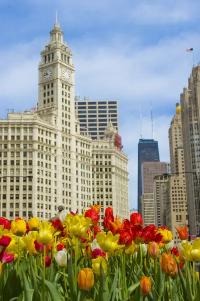 Tulip bed in front of tall buildings
