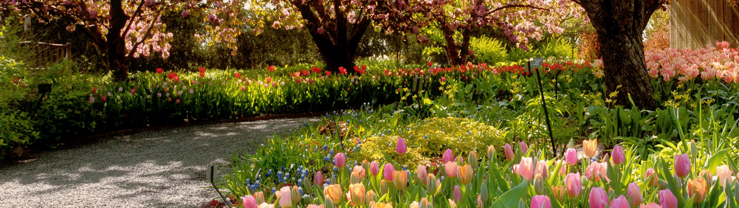 Tulips in Park