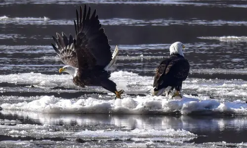 Two bald eagles on ice floating in a river
